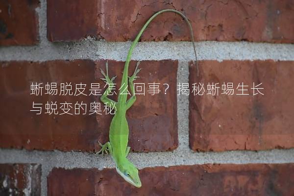 蜥蜴脫皮是怎么回事？揭秘蜥蜴生長與蛻變的奧秘